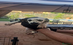 Dálmata perros en venta: Dálmata - Imagen 3