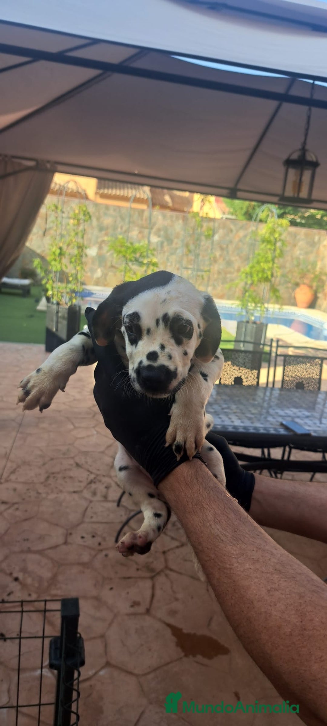 Dálmata perros en venta: Dálmata - Imagen 3