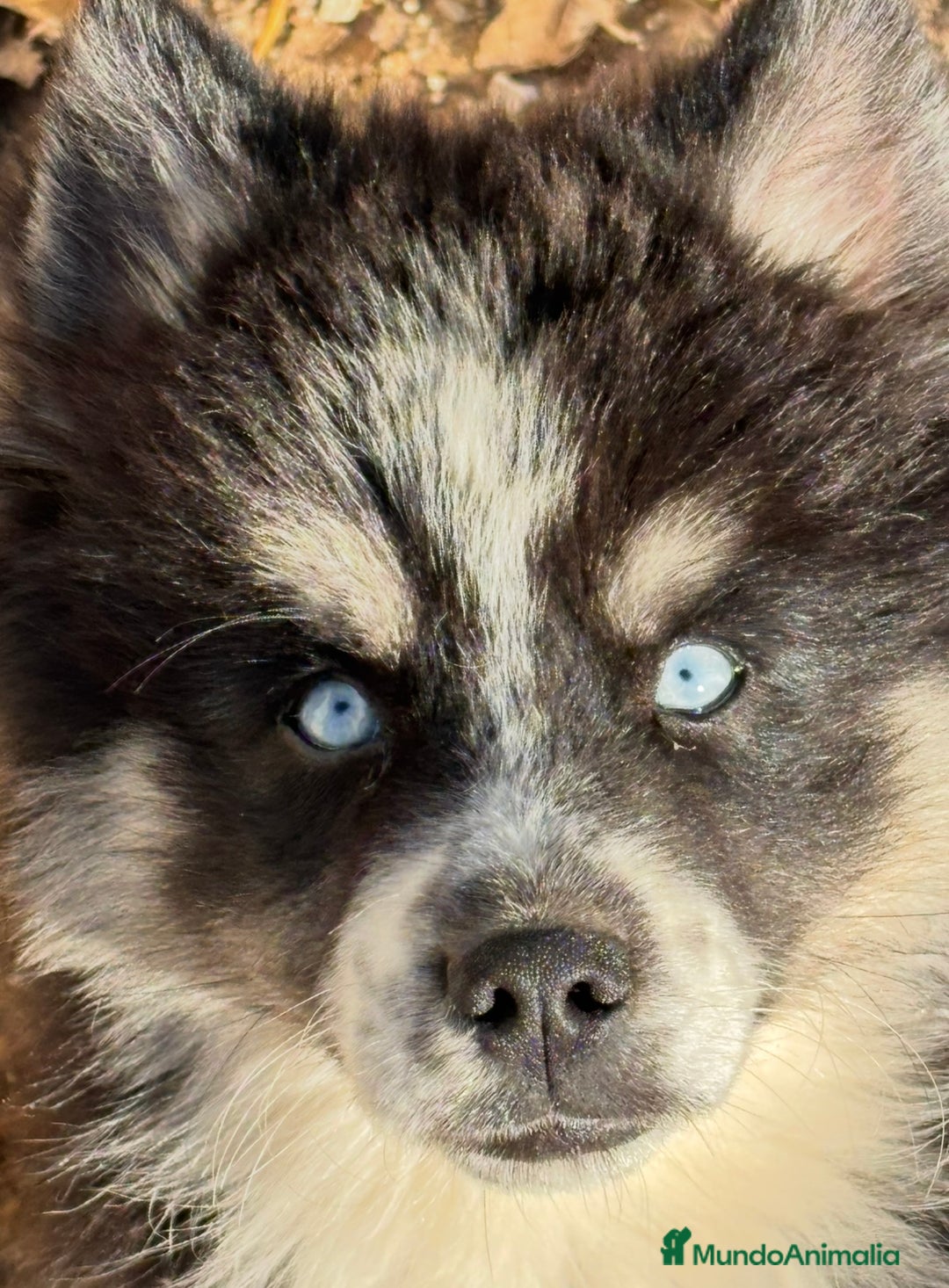 Pomsky perros en venta: Cachorro pomsky - Anuncio 8