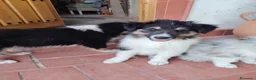 Collie de Pelo Largo perros en venta: Cachorros rough collie - Anuncio 5