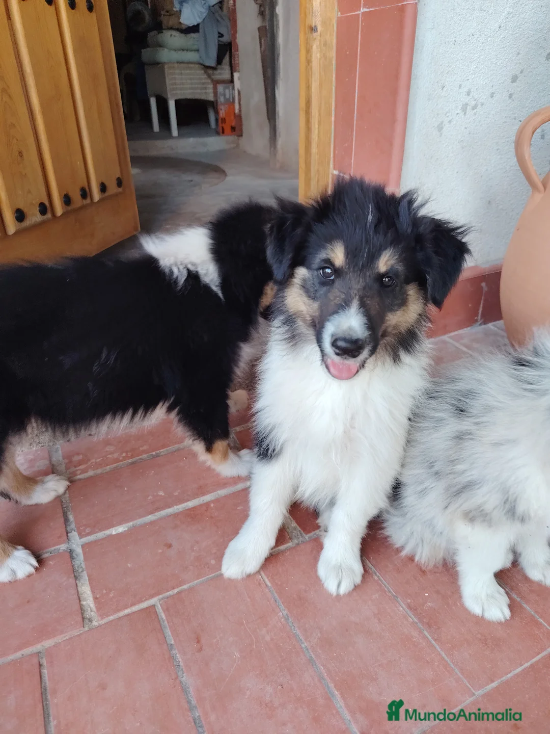 Collie de Pelo Largo perros en venta: Cachorros rough collie - Anuncio 5