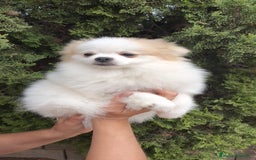 Pomerania perros en venta: Oportunidad Lulú Pomerania Ruso  - Imagen 1