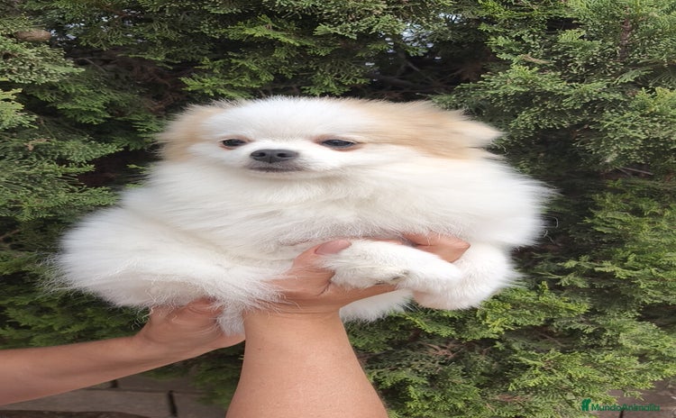 Pomerania perros - Anuncio 1