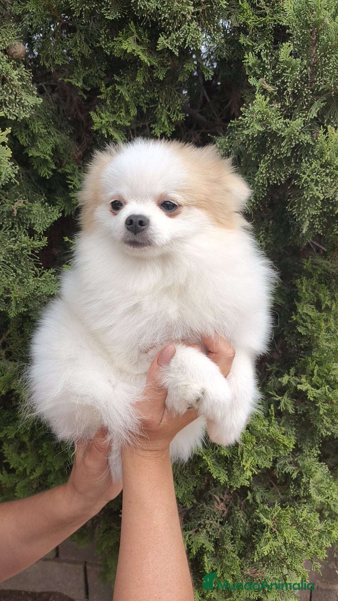 Pomerania perros en venta: Oportunidad Lulú Pomerania Ruso  - Imagen 1