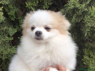 Pomerania perros - Anuncio 10