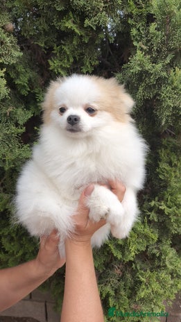 Pomerania perros - Anuncio 8