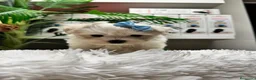 Bichón Maltés perros en venta: 🤍 BICHÓN MALTÉS – DULZURA EN ESTADO PURO 🤍 - Anuncio 2