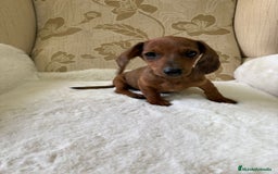 Teckel Miniatura perros en venta: Teckel kaninchen cachorro macho  - Imagen 3
