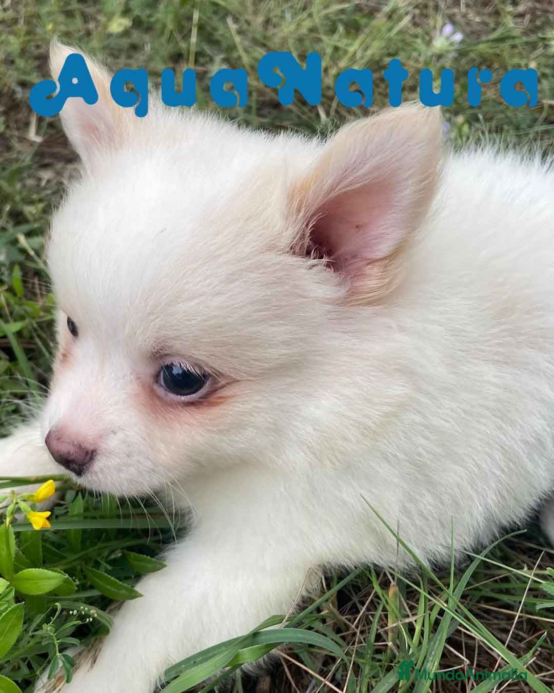 Pomerania perros Pomchi Macho 6282 - AQUANATURA en Barcelona - Anuncio 21