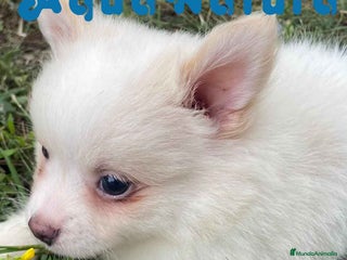 Pomerania perros en Barcelona - Anuncio 36