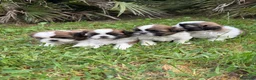 Shih Tzu perros en venta: Shih Tzu listos para entregar !! - Anuncio 2