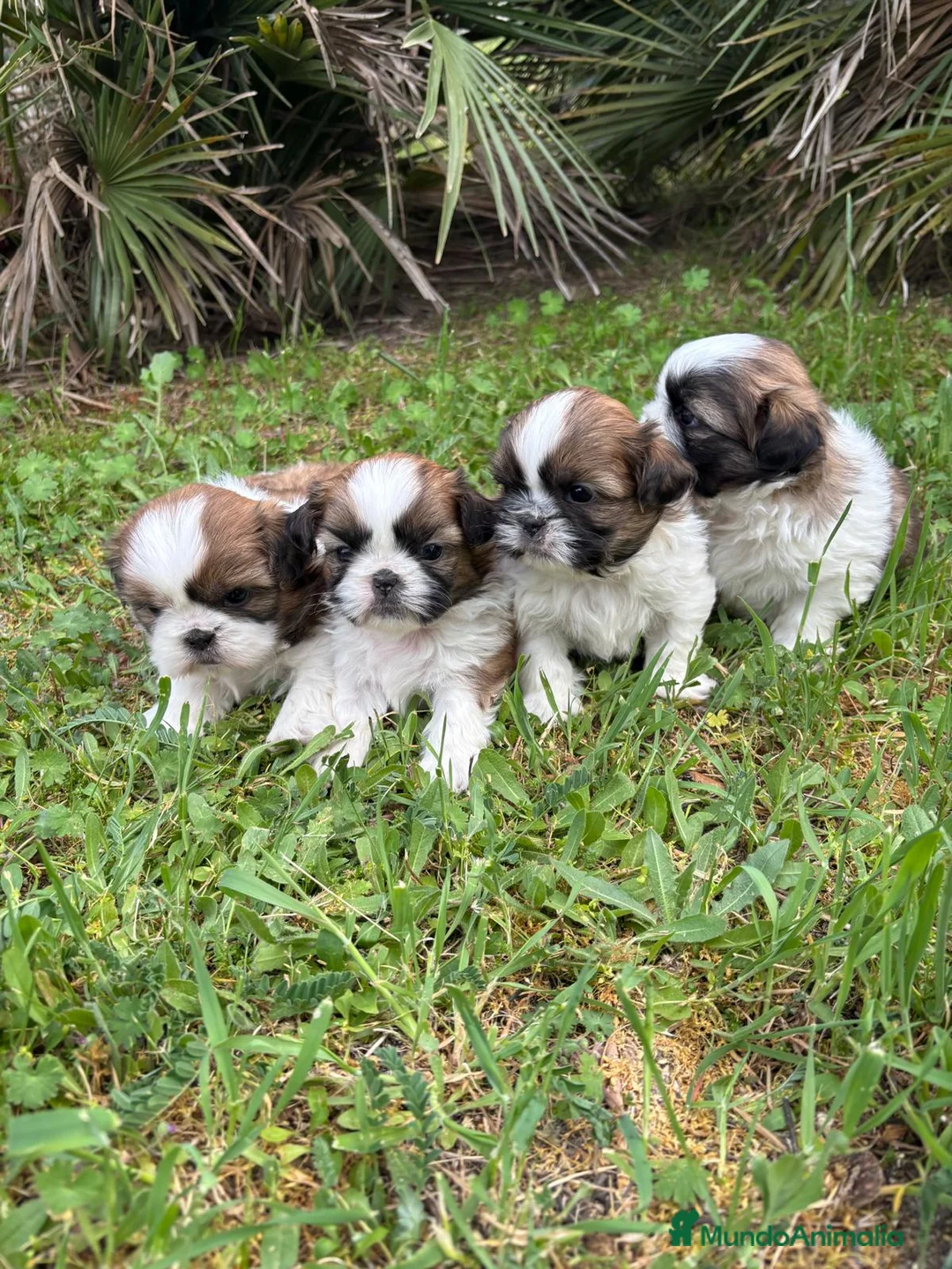 Shih Tzu perros en venta: Shih Tzu listos para entregar !! - Anuncio 2
