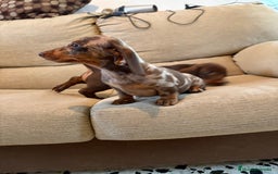 Teckel Miniatura perros en venta: Teckels miniaturas y kaninchen  - Imagen 1