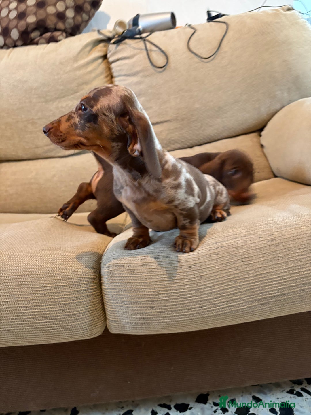 Teckel Miniatura perros en venta: Teckels miniaturas y kaninchen  - Imagen 1