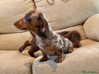 Teckel Miniatura perros - Anuncio 1