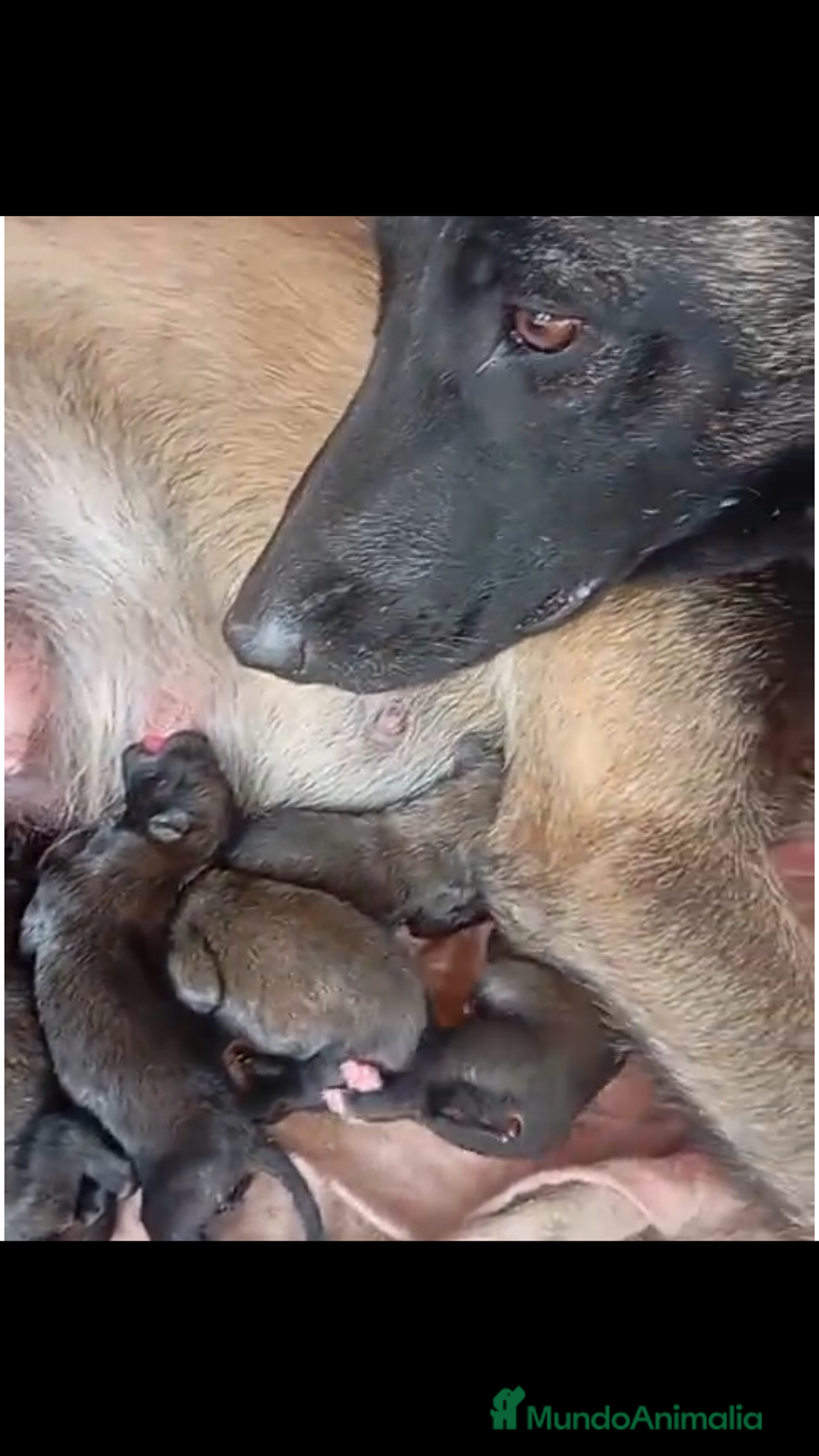 Pastor Belga Malinois perros en venta: CAMADA MALINOIS  - Imagen 5