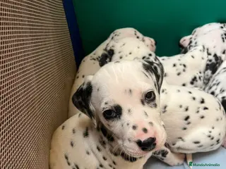 Dálmata perros Camada de Dálmatas - Anuncio 9
