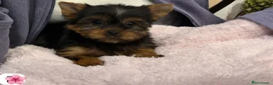 Yorkshire Terrier Cachorro 3