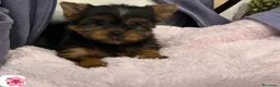 Yorkshire Terrier perros en venta: Yorkshire terrier - Anuncio 4