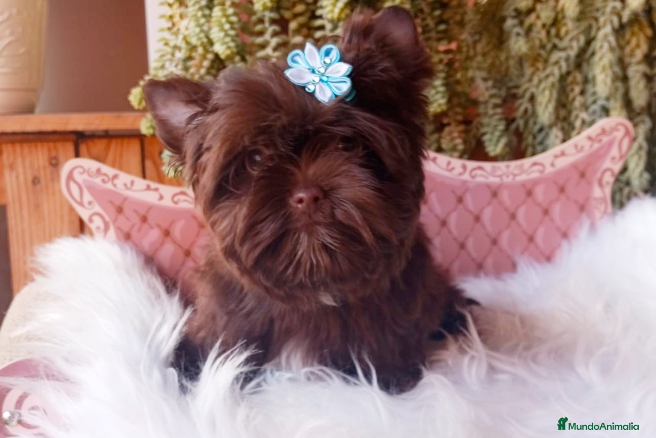 Yorkshire Terrier perros Exclusivos Yorkshire Chocolate toy - Anuncio 1