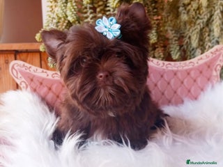 Yorkshire Terrier perros Exclusivos Yorkshire Chocolate toy - Anuncio 1