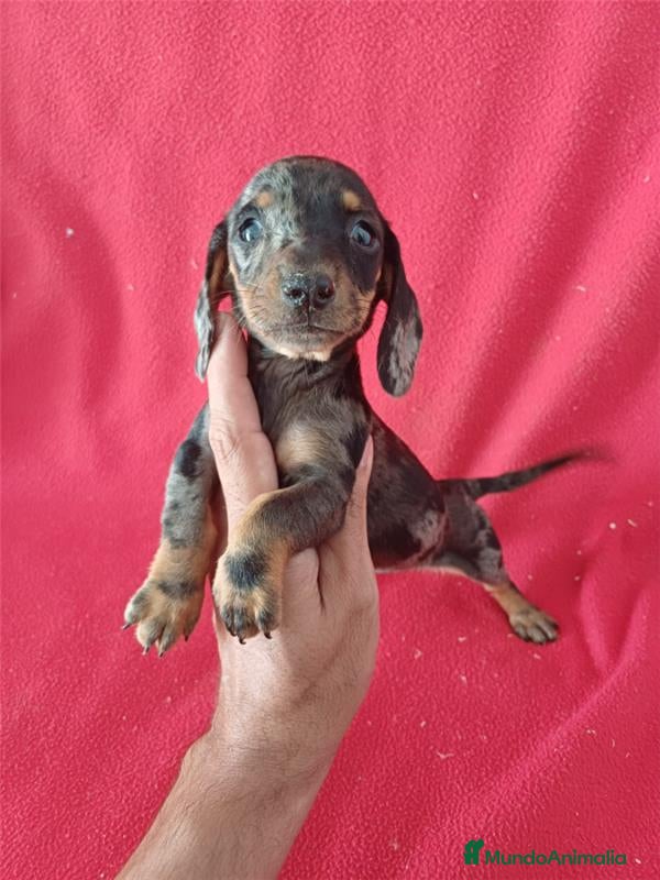 Teckel Miniatura perros Teckel Miniatura Arlequin  - Anuncio 29