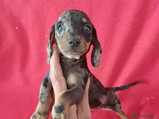 Teckel Miniatura perros Teckel Miniatura Arlequin - Anuncio 29