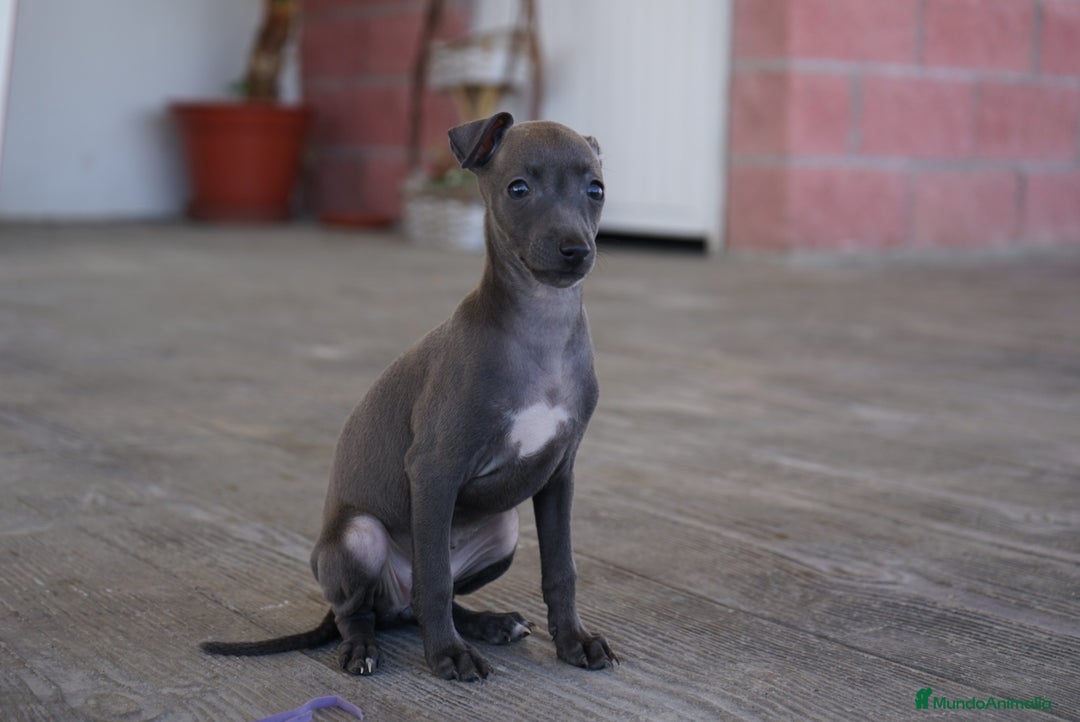 Pequeño Lebrel Italiano perros en venta: 🐾 Sirius y Selena – Galgos italianos blue 🐾 - Imagen 2