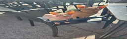 Sphynx gatos en venta: Gatos egipcio  - Anuncio 6