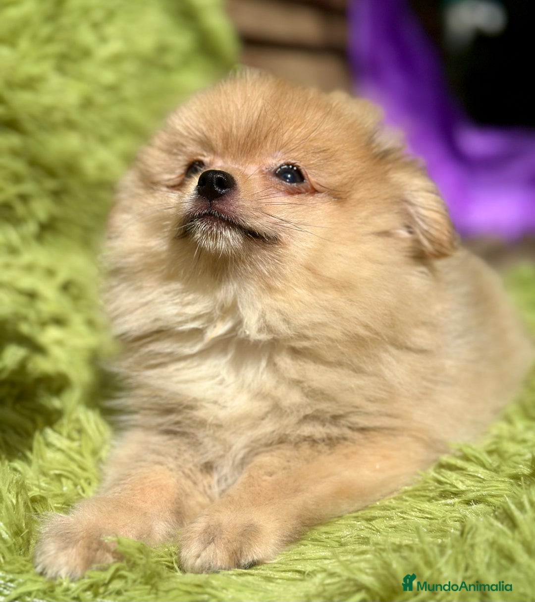 Pomerania perros en venta: POMERANIA CREMA DISPONIBLE - Imagen 4