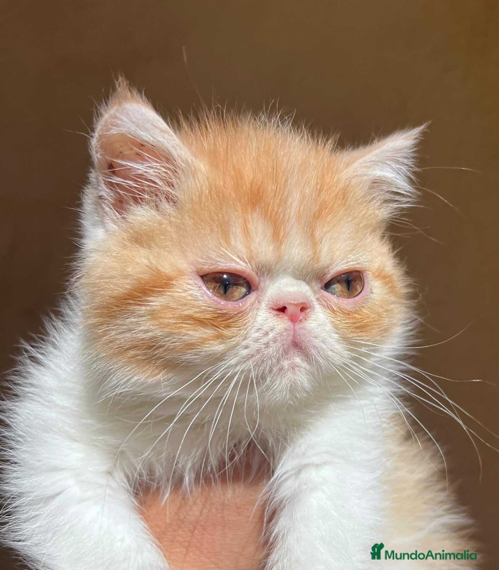 Exótico de Pelo Corto gatos Exotico  - Anuncio 22