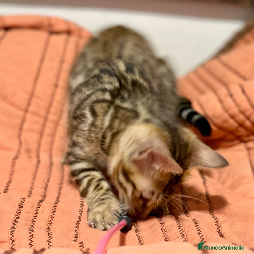 Bengalí gatos en venta: Gatita Bengalí - 3 Meses - Anuncio 5