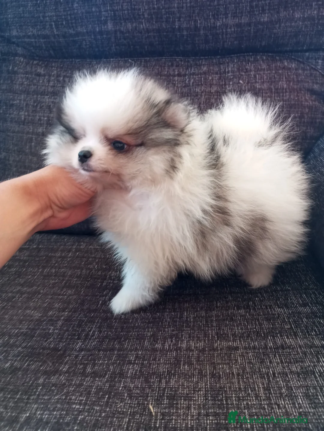 Pomerania perros en venta: Pomeranias de Lulú - Anuncio 2