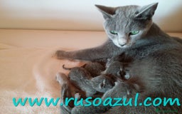Azul Ruso gatos en venta: Azul Ruso disponibles - Anuncio 1