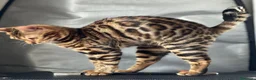 Bengalí gatos en venta: Gatita Bengalí - Anuncio 7