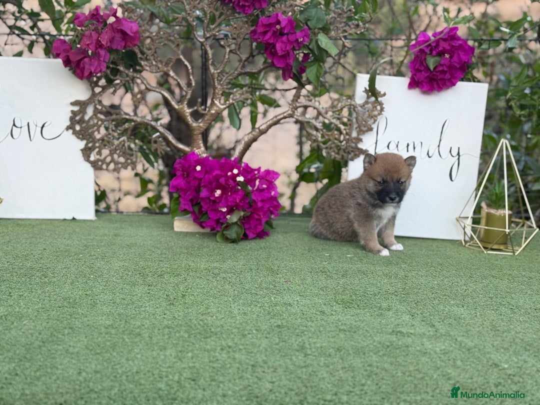 Shiba Inu perros en venta: Espectaculares Shiba Inu rojos y negro - Imagen 5