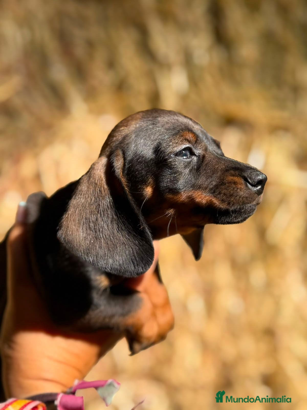 Teckel Miniatura perros Disponible Teckels Hembra de Calidad  - Anuncio 36