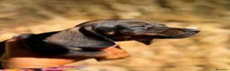 Teckel Miniatura perros en venta: Disponible Teckels Hembra de Calidad  - Anuncio 3