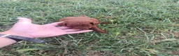 Caniche Toy perros en venta: PRECIOSOS CANICHE  ROJO LINEA TOY  - Anuncio 3