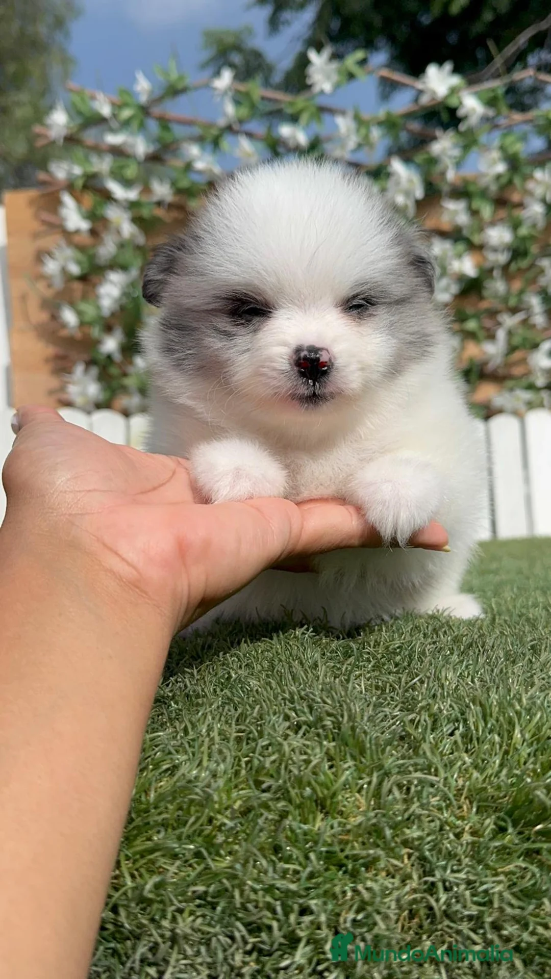 Pomerania perros en venta: POMERANIA - Anuncio 1