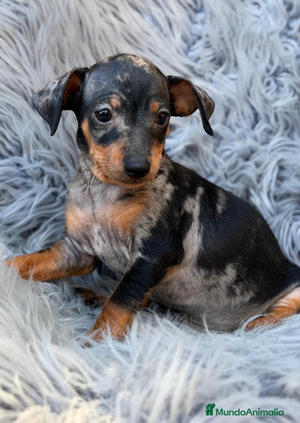 Pinscher Miniatura perros Pinscher miniatira arlequines💙  - Anuncio 2