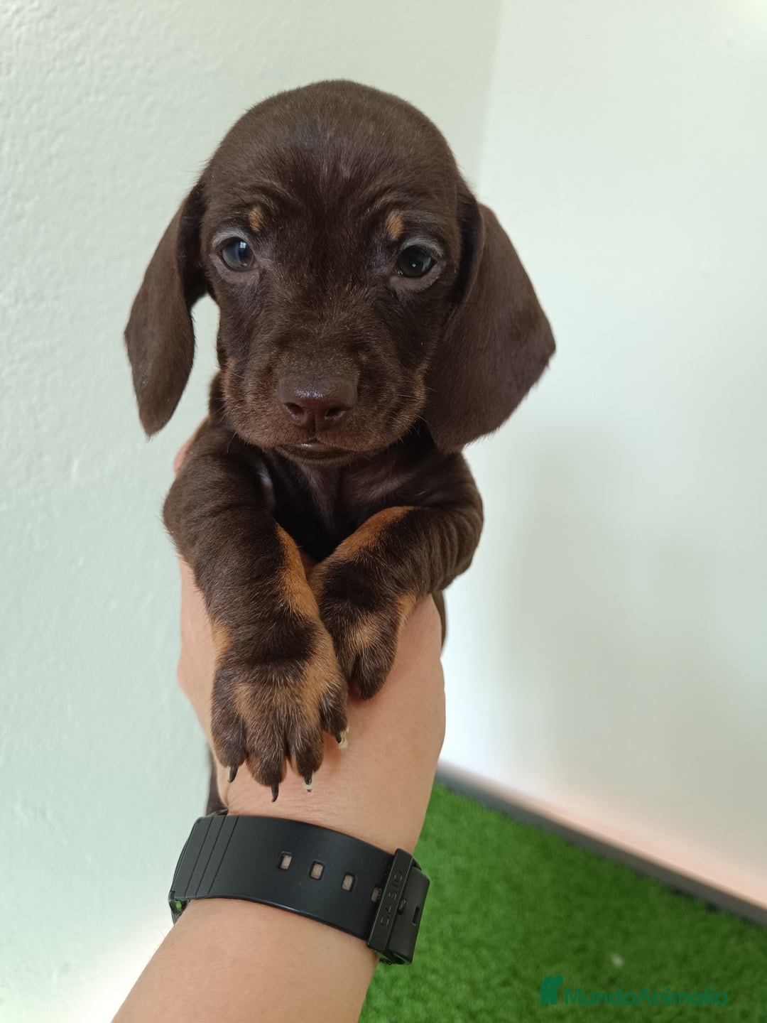 Teckel Miniatura perros en venta: Teckel kaninchen  - Anuncio 1