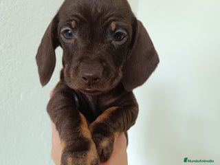 Teckel Miniatura perros Teckel kaninchen - Anuncio 1