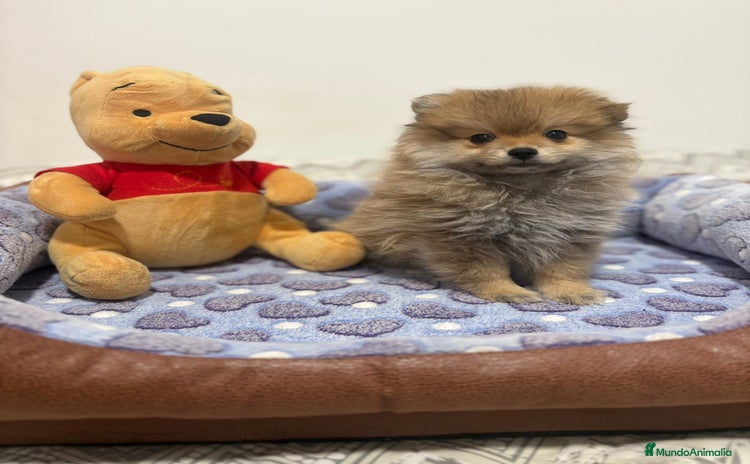 Pomerania perros - Anuncio 3
