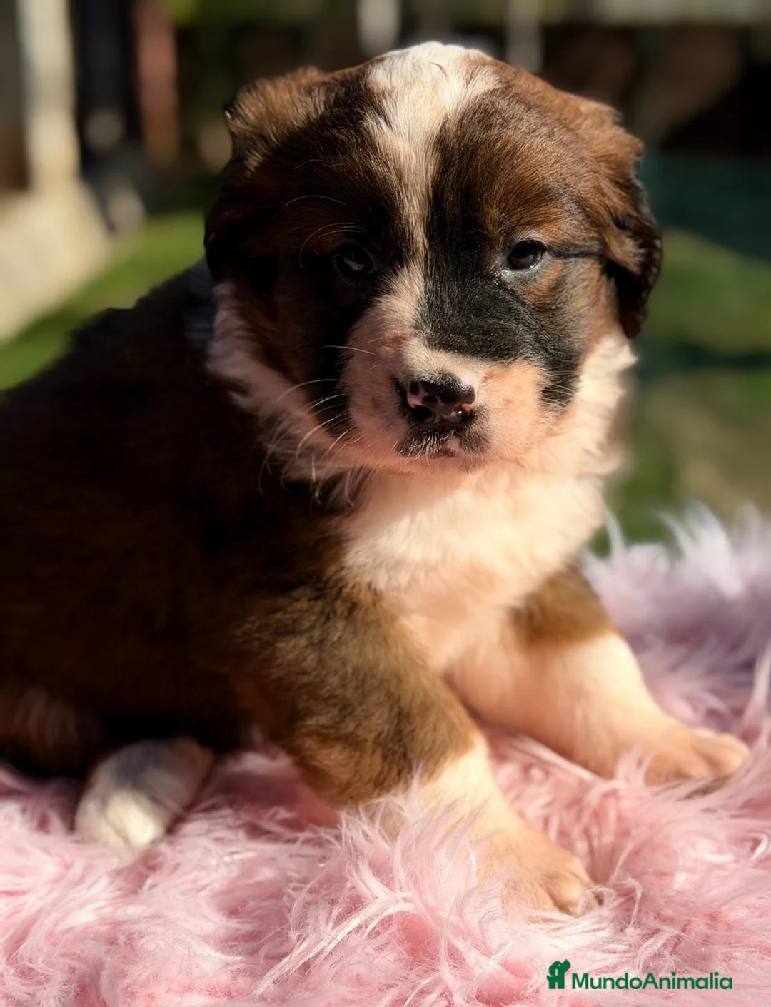 Raza Mixta perros en venta: CAMADA SAINT BERNESSE HEMBRAS - Anuncio 2