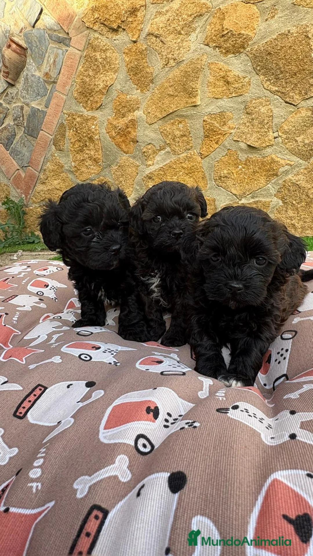 Maltipoo perros en venta: Maltipoo mini - Anuncio 4