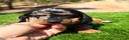 Teckel Miniatura perros en venta: Teckel mini  - Anuncio 6