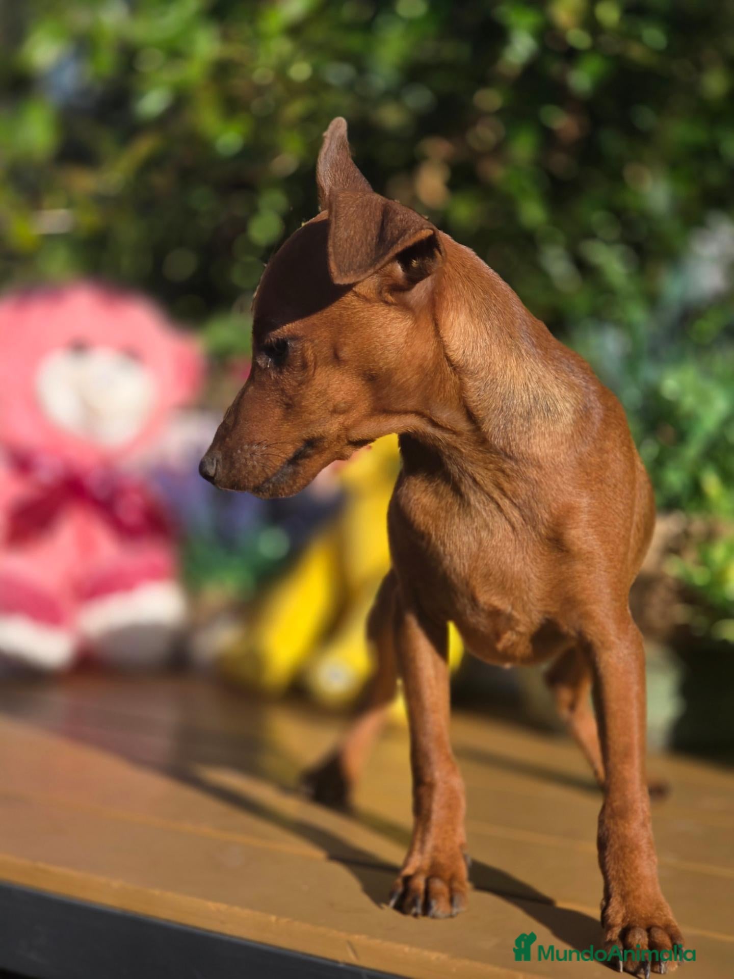 Pinscher Miniatura perros Mini pincher. Macho. Adopción  - Anuncio 1