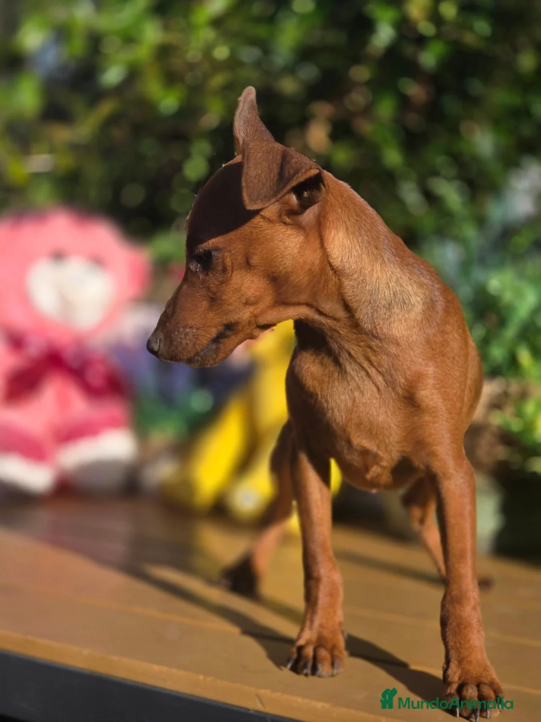 Pinscher Miniatura perros en venta: Mini pincher. Macho. Adopción  - Anuncio 1