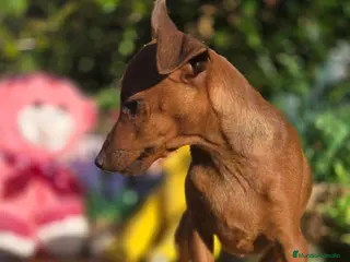 Pinscher Miniatura perros Mini pincher. Macho. Adopción - Anuncio 1
